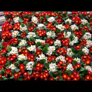 Meet your Posher, Yuliya